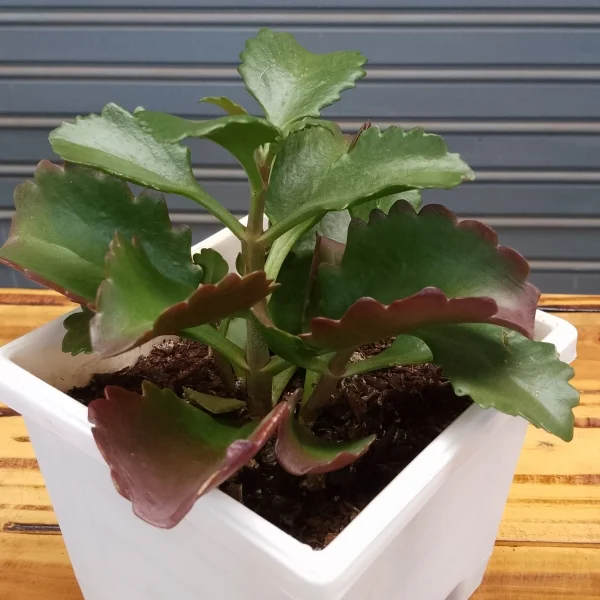 Kalanchoe Longiflora - White Planter Very Small Pot Size