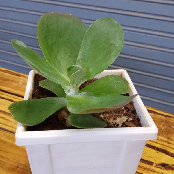 Kalanchoe Thyrsiflora - White Planter Very Small Pot Size