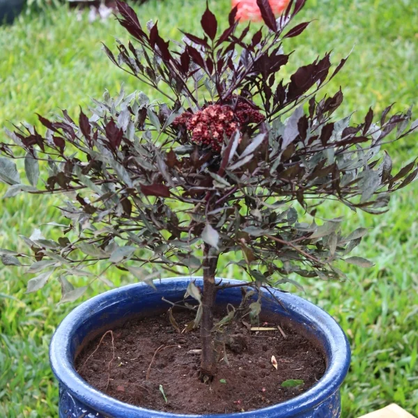 Leea coccinea,Rubra - clay pot, painted blue large size