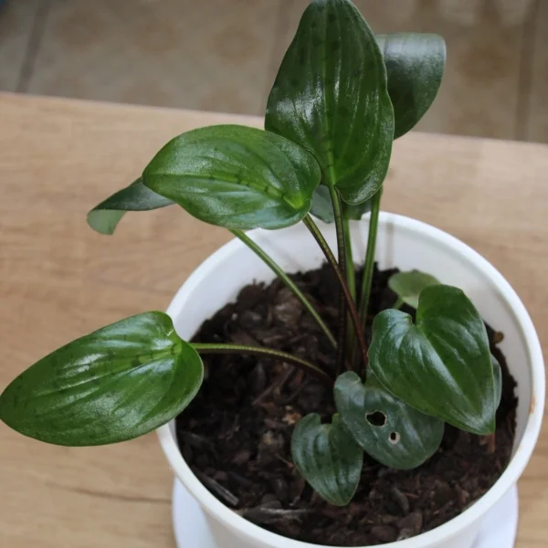Leopard Lily / African False Hosta - White Planter Very Small Pot Size
