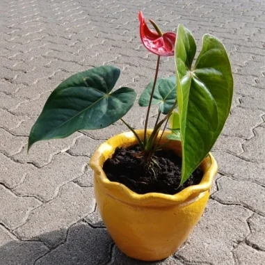 Anthurium plant-Red