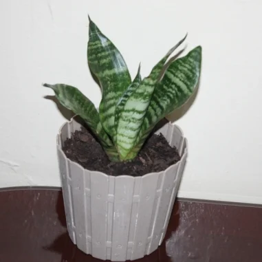 Bird's Nest Snake Plant 