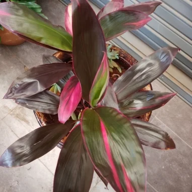 Cordyline Fruticosa - Clay pot, painted mahogany Extra large Pot Size