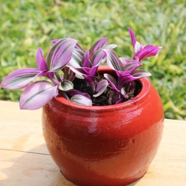 Tradescantia Nanouk, Clay pot - painted Red pot small pot size