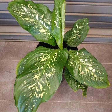 Dumb Cane /Dieffenbachia spp