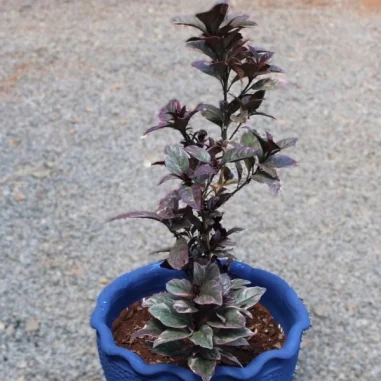 Eranthemum / Pseuderanthemum Atropurpureum 
