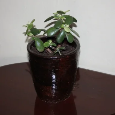 Jade Plant /Crassula ovata
