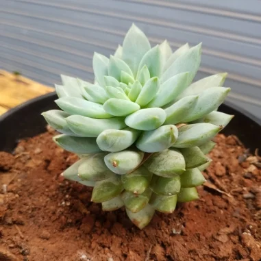 Lilac Mist Succulent - Black Planter Very Small Pot Size