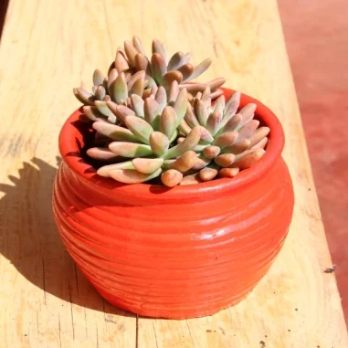 Sedum rubrotinctum/Jelly Bean Plant- clay pot, painted Red, small pot size