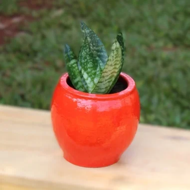 Dwarf Snake Plant/ Sansevieria Trifasciata 'Hahnii'