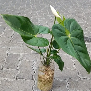 Anthurium plant- White flower