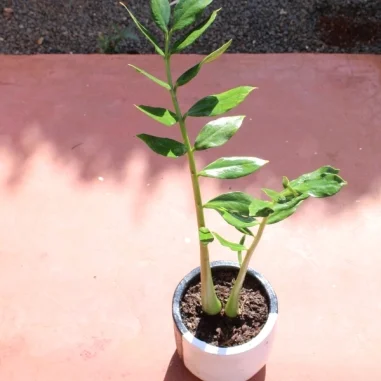 Zamioculcas zamiifolia / ZZ plant