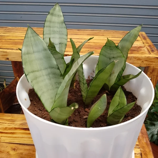 Moonshine Snake plant - White planter Large Pot Size