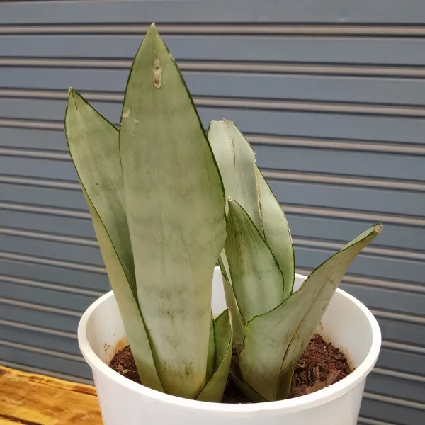 Moonshine Snake plant - White planter Small Pot Size
