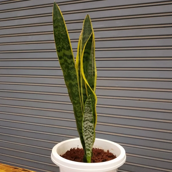 Mother-in-law's tongue/Snake plant - White planter Small Pot Size