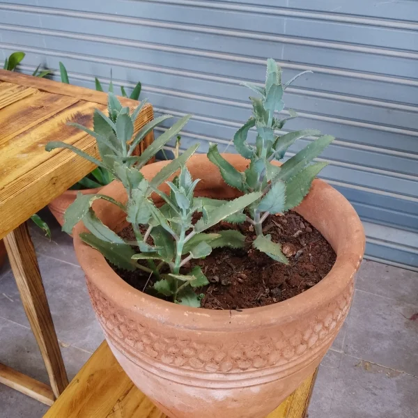 Mother of Thousands / Alligator Plant - Clay Pot, Not Painted Medium Pot Size