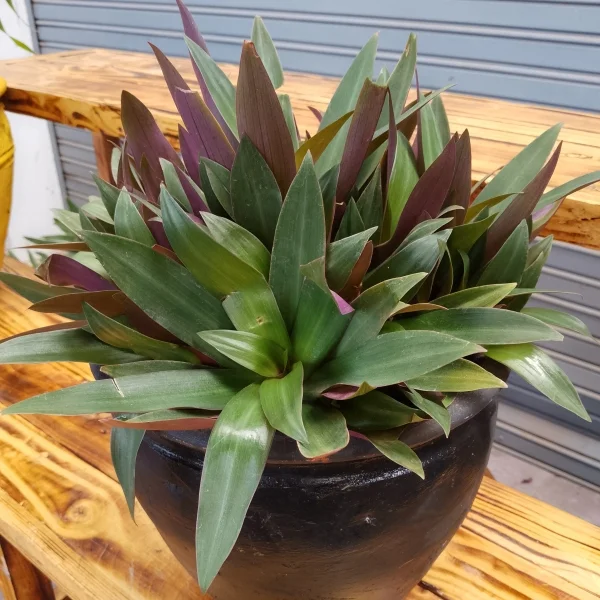Oyster Plant / Tradescantia Spathecea - Clay Pot, Painted Black Small Pot Size