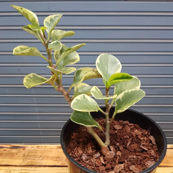 Peperomia Obtusifolia Variegata / Variegated Baby Rubber Plant - Black Planter Small Pot Size