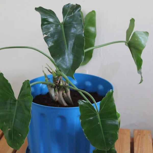 Philodendron Burle Marx - Blue Planter Large Pot Size