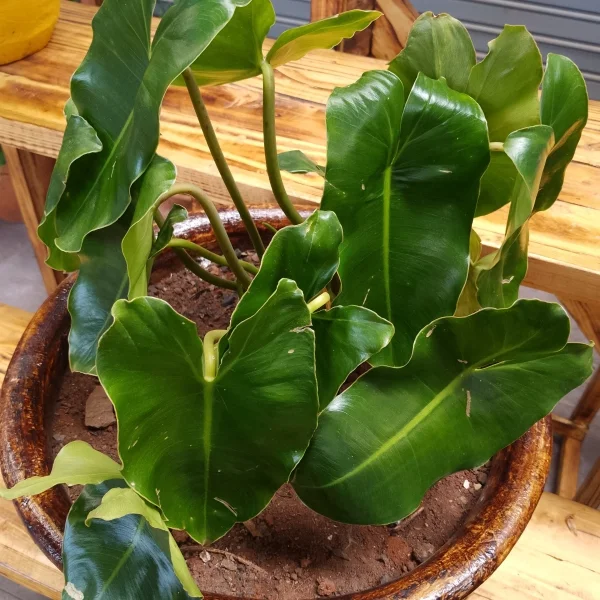 Philodendron Burle Marx - Clay Pot, Painted Mahogany Medium Pot Size