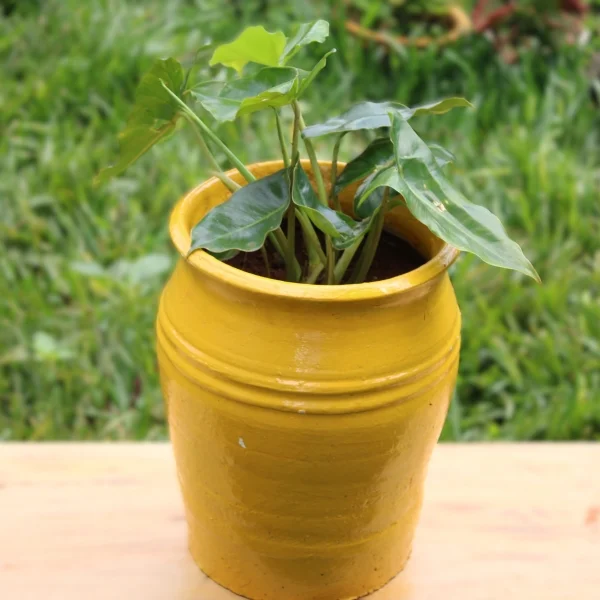 Philodendron burle-marxii - clay pot painted yellow medium pot size