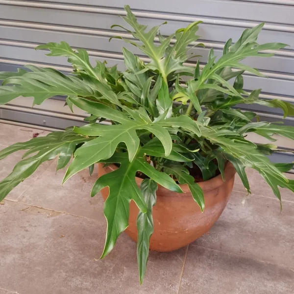 Philodendron Split Leaf - Clay Pot, Not Painted Medium Pot Size