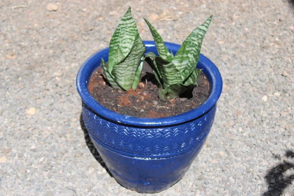 Plant Care & Maintenance