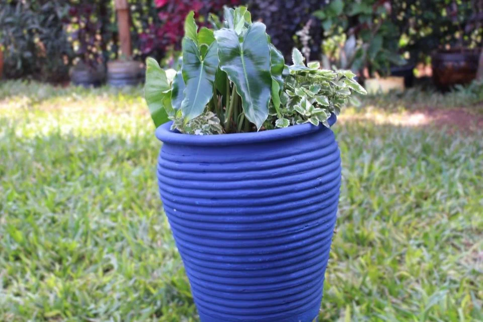 Potted Plants for Hire 