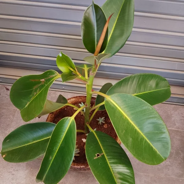 Rubber plant - White planter Large Pot Size