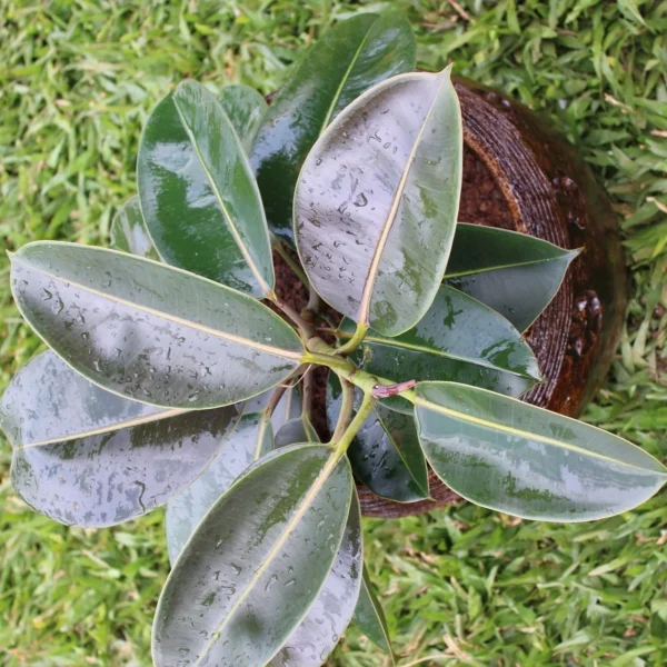 Rubber plant - White planter Medium Pot Size