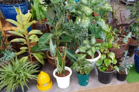 Transform Your Space: The Power of Plants in Everyday Living