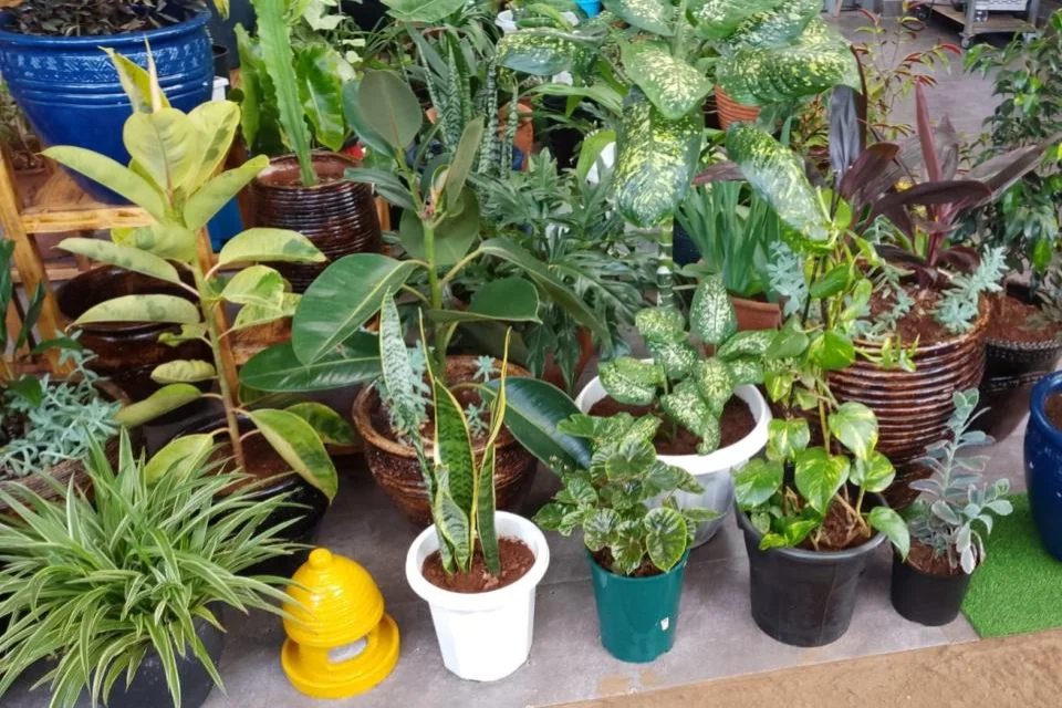 Transform Your Space: The Power of Plants in Everyday Living
