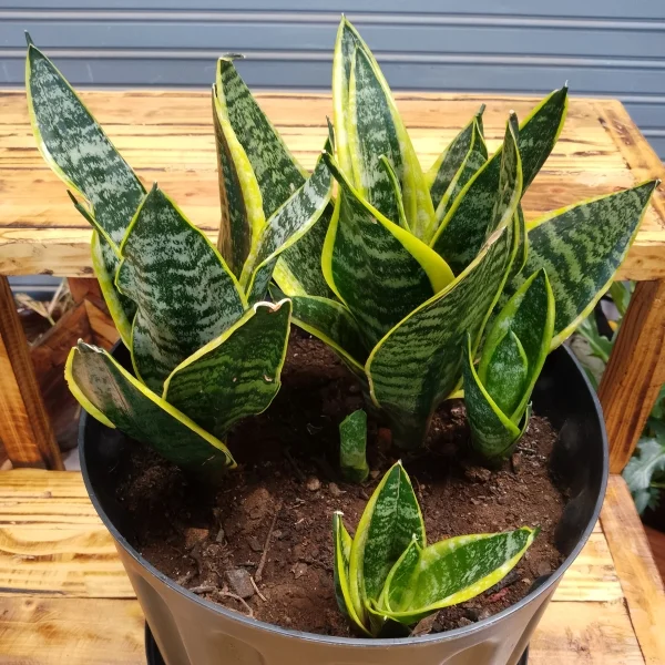Variageted Snake plant - Black planter Large Pot Size