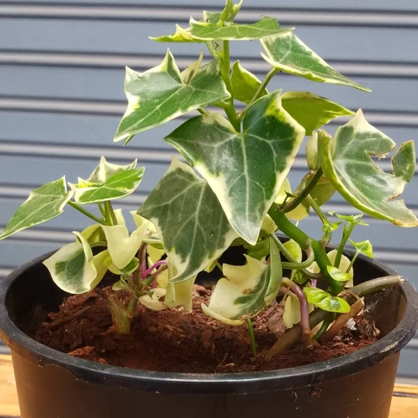 Variegated English Ivy - Black Planter Small Pot Size