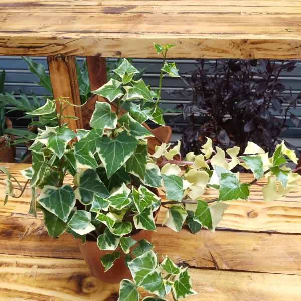 Variegated English Ivy - Brown Planter Very Small Pot Size