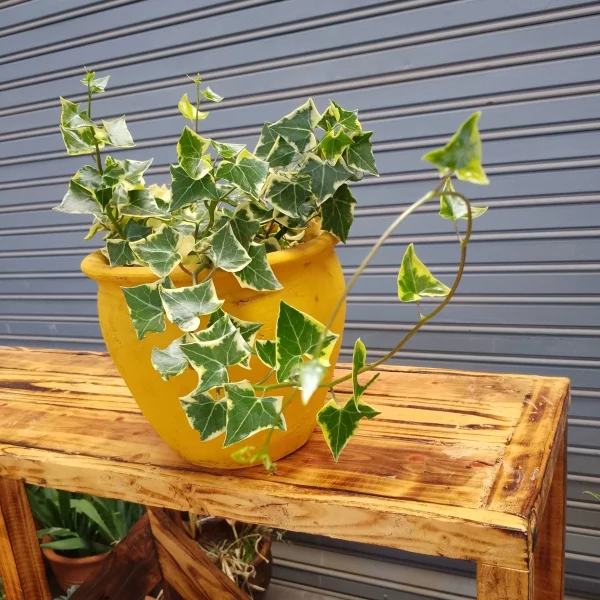 Variegated English Ivy - Clay Pot, Painted Yellow Small Pot Size