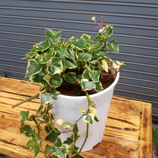 Variegated English Ivy - White Planter Small Pot Size