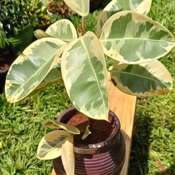 Variegated rubber plant 