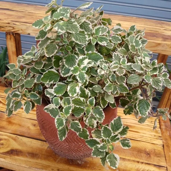 Variegated Swedish Ivy - Clay Pot, Not Painted Small Pot Size