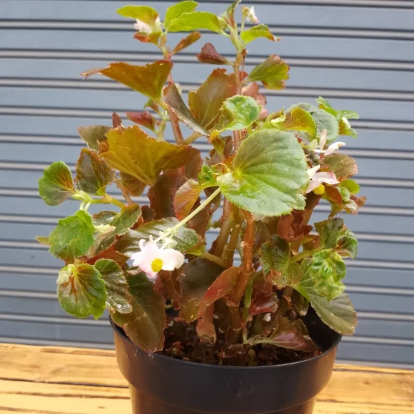 Wax Begonia plant - Black planter, Very Small Pot Size