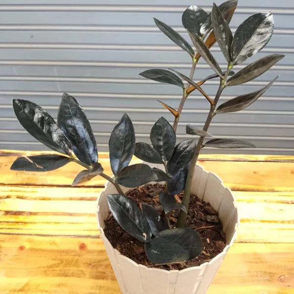 ZZ plant - Beige planter very small Pot Size