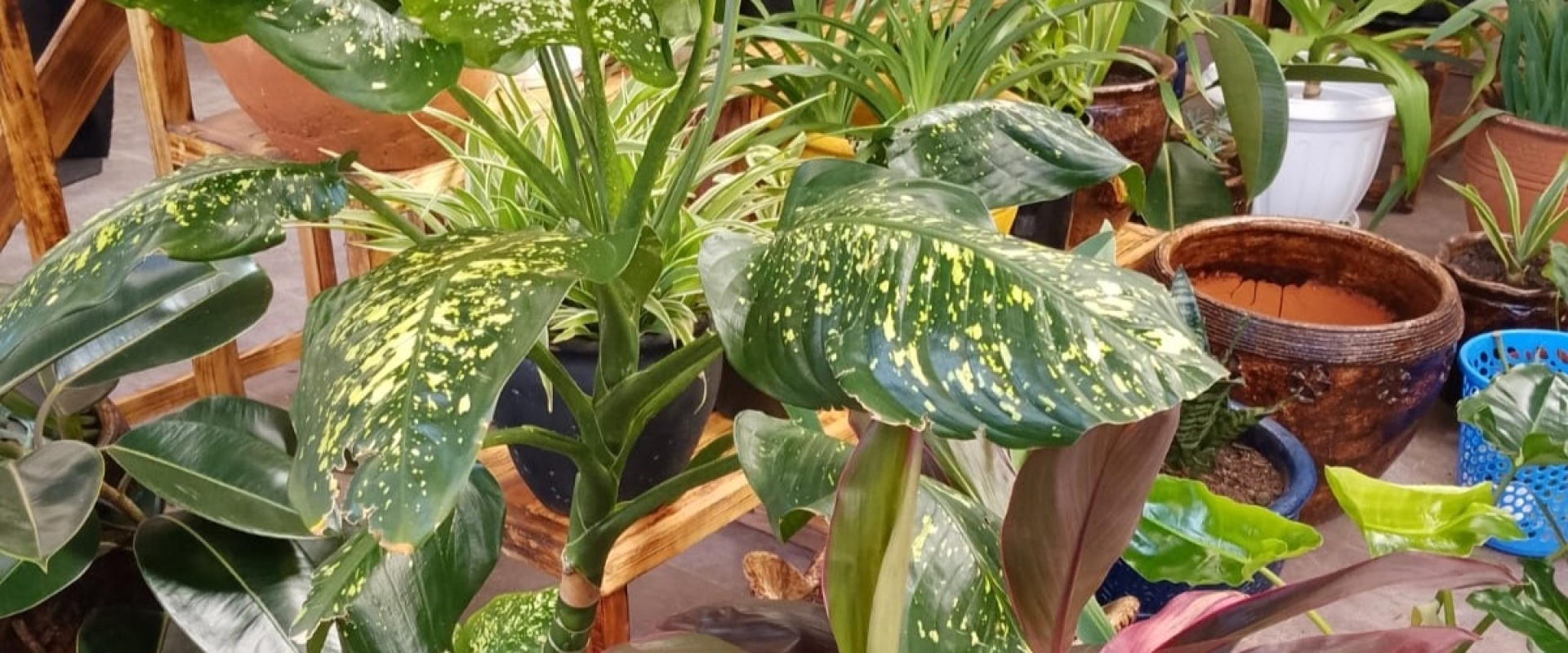 Bringing life into homes and offices