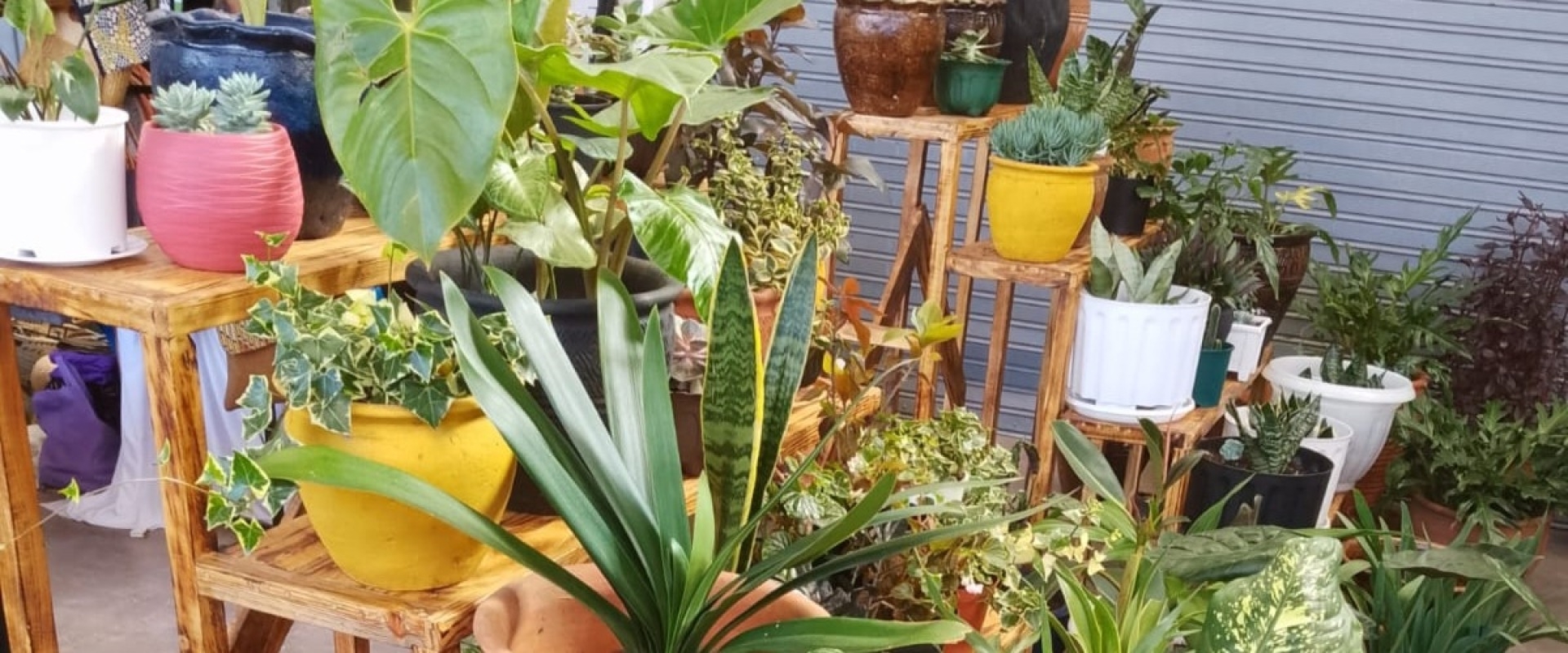 Embrace a Greenery Living